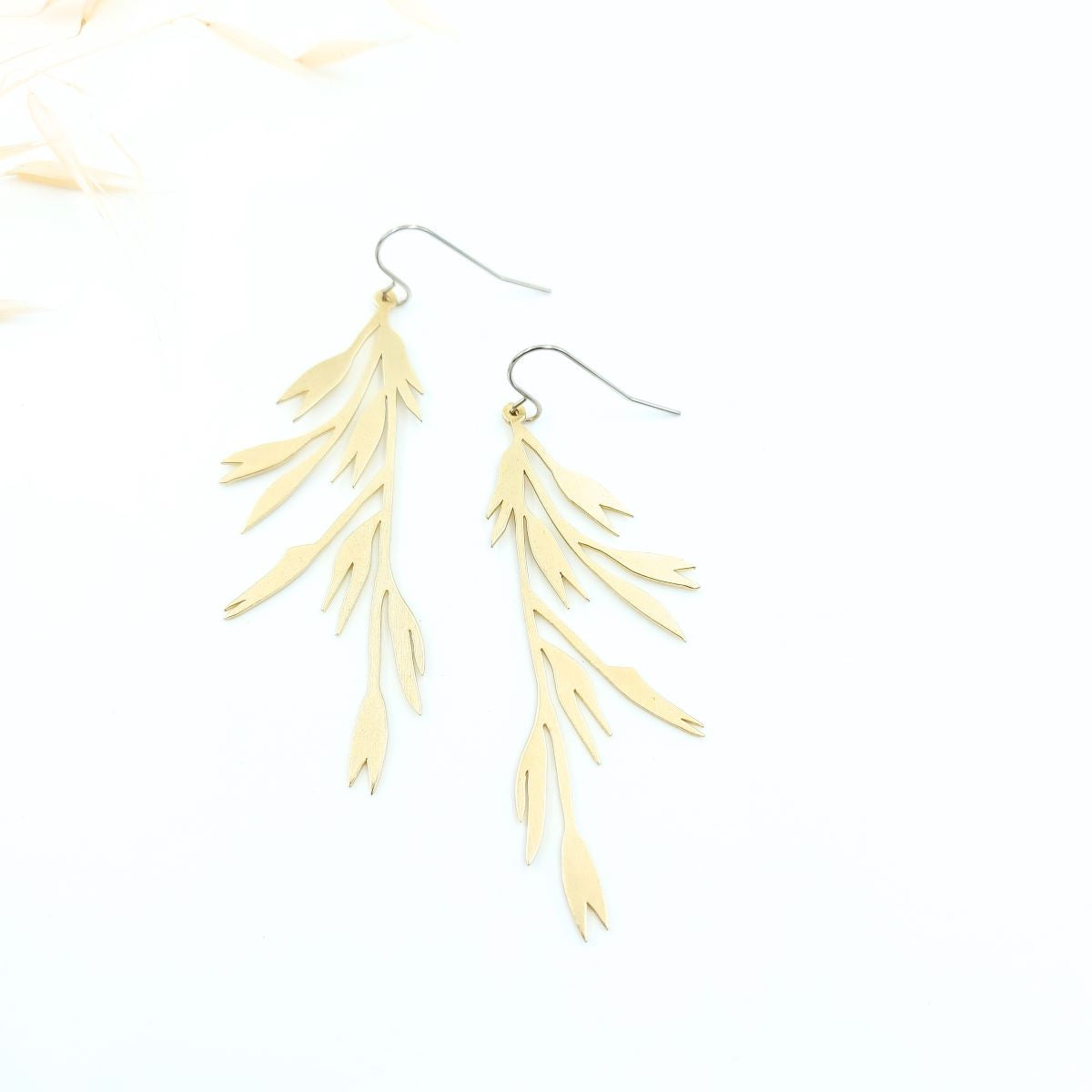 Wild Oat ~ Avena Fatua