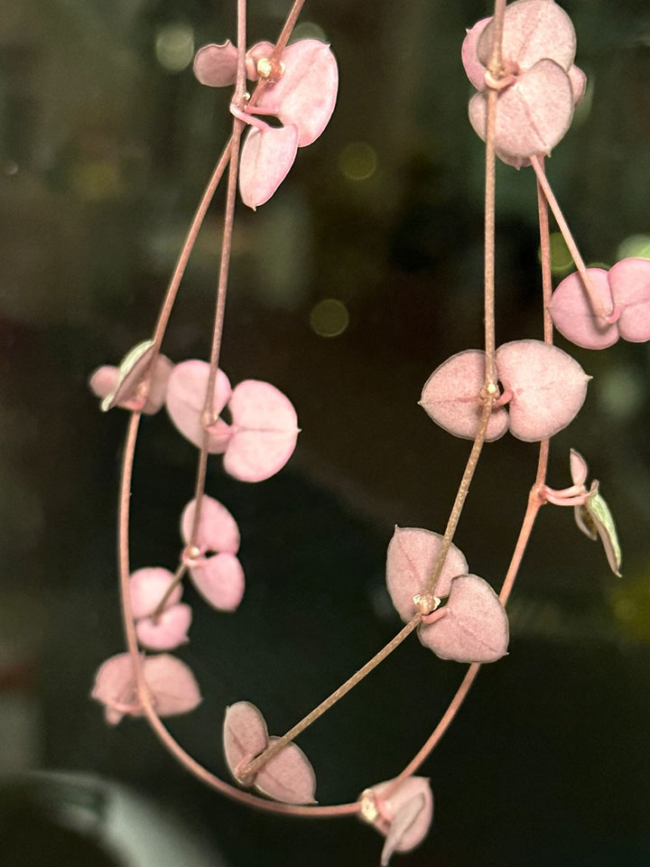 String of hearts earrings ~ Ceropegia woodii